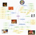 /album/mindmap/mindmap-jpg2/